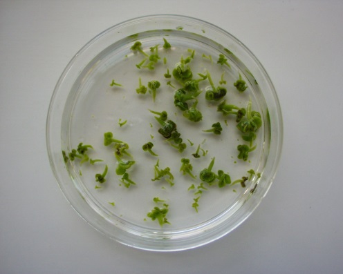 Embryons de colza issus de la culture de microspores
