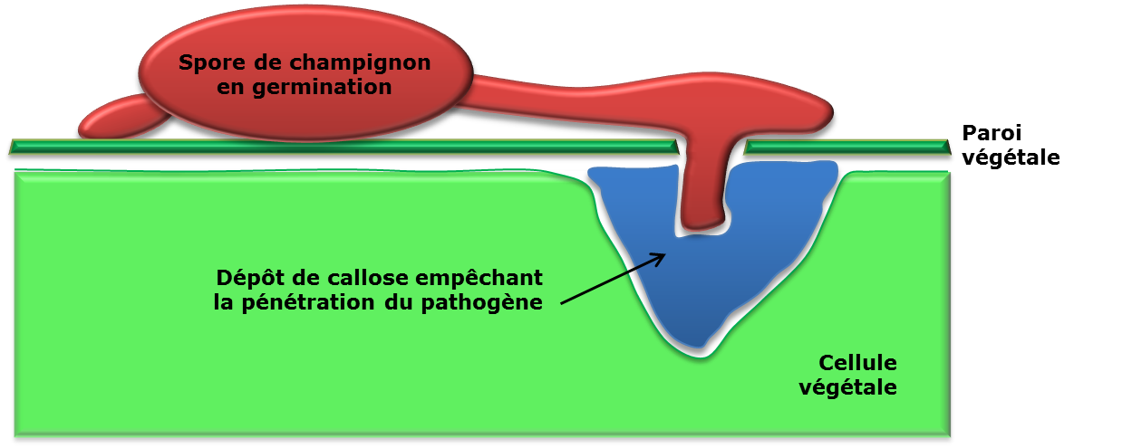 Figure 2 : Représentation schématique d’un champignon pathogène, dont la tentative de pénétration échoue grâce à un dépôt de callose au niveau de la paroi végétale.