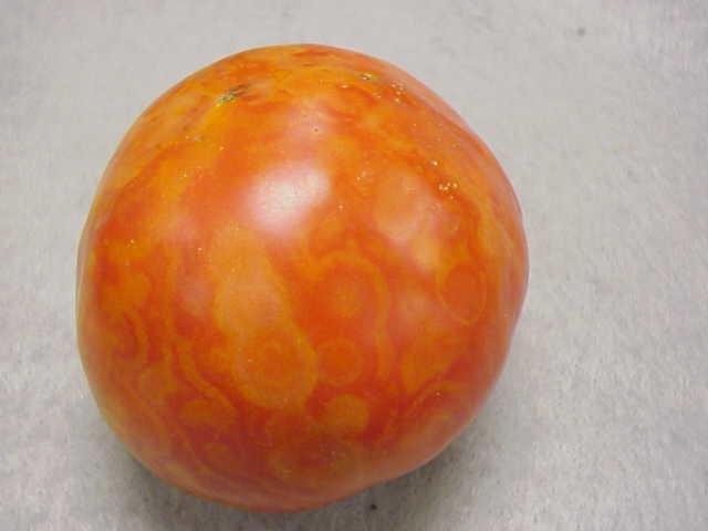 Tomato Spotted Wilt Virus - Maladie bronzée de la tomate.