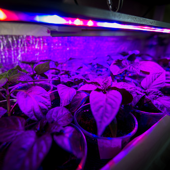 Cultivation of fresh herbs and pepper with red and blue leds. Using special LED equipment in rooms without light and in greenhouses. LEDs with a wavelength of 630nm, 660nm, 440nm, 445nm, 430nm,d blue leds. The basil is grown without daylight, the leds provide light that plants need to grow.